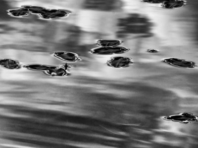 Early Morning Water Lillies mozwww-em10-20150623-P6230097-Edit photo