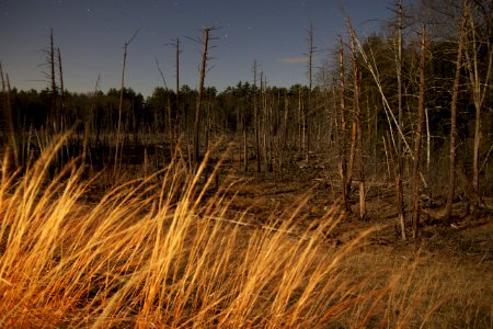 Night Stars Trees Grass