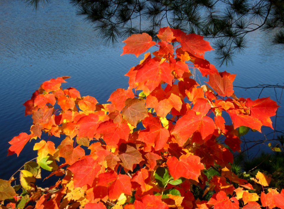 Leaves Foliage Autumn