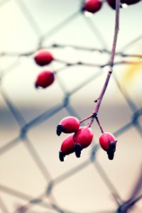 Red Rosehips