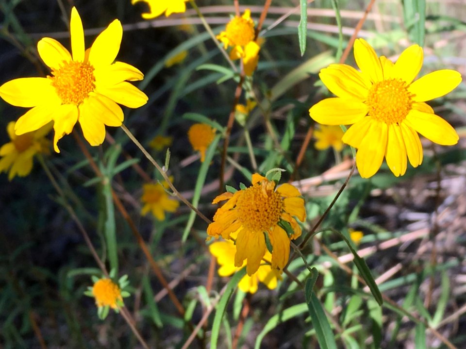 Flower Face