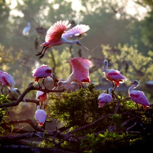 Roseate Spoonbills