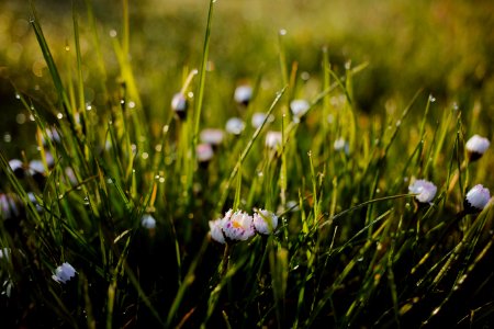 Morning Dew On Camomile photo