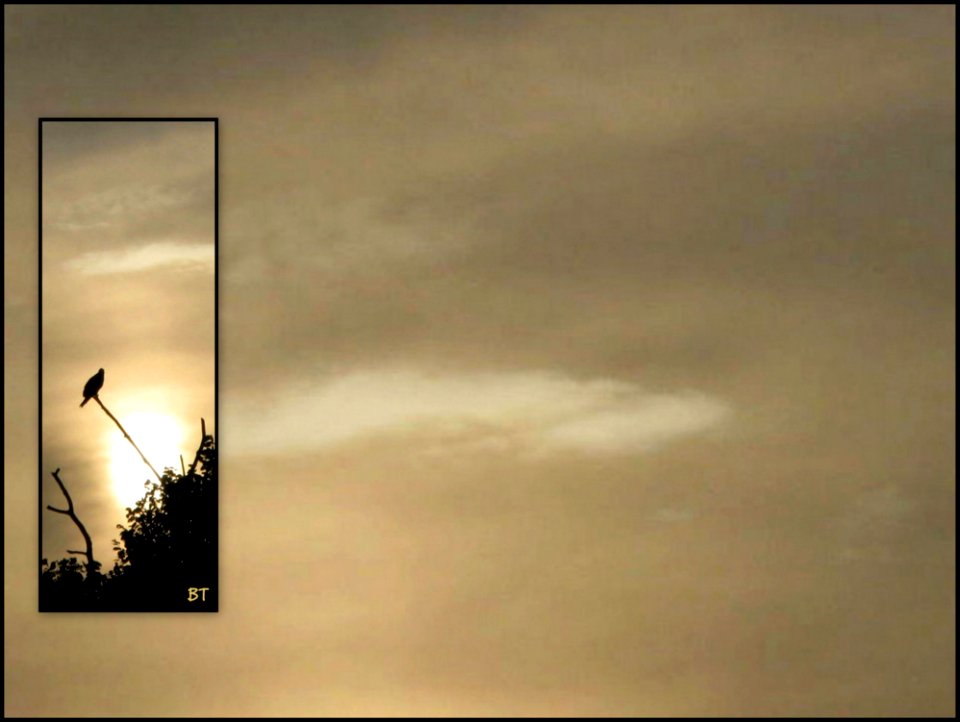 Nature Ecard By Bill Thomas