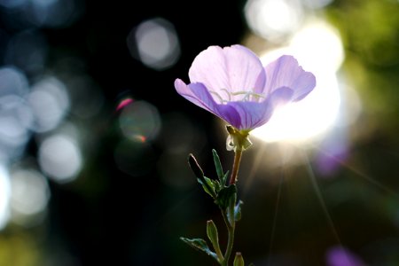 2017365263 Oh Light