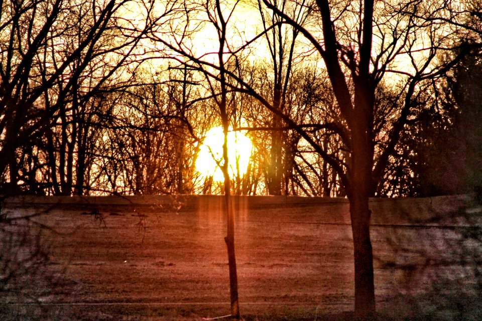 Sun Through The Trees