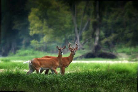 Wildlife Deer Fauna Grassland photo