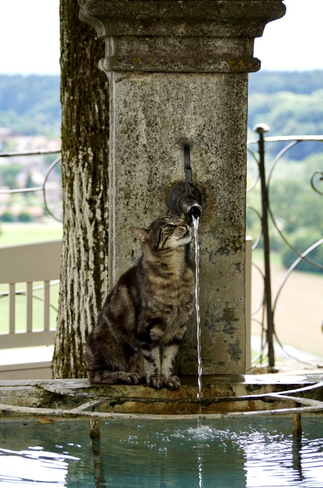 Water Fauna Reflection Cat