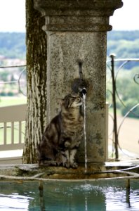 Water Fauna Reflection Cat