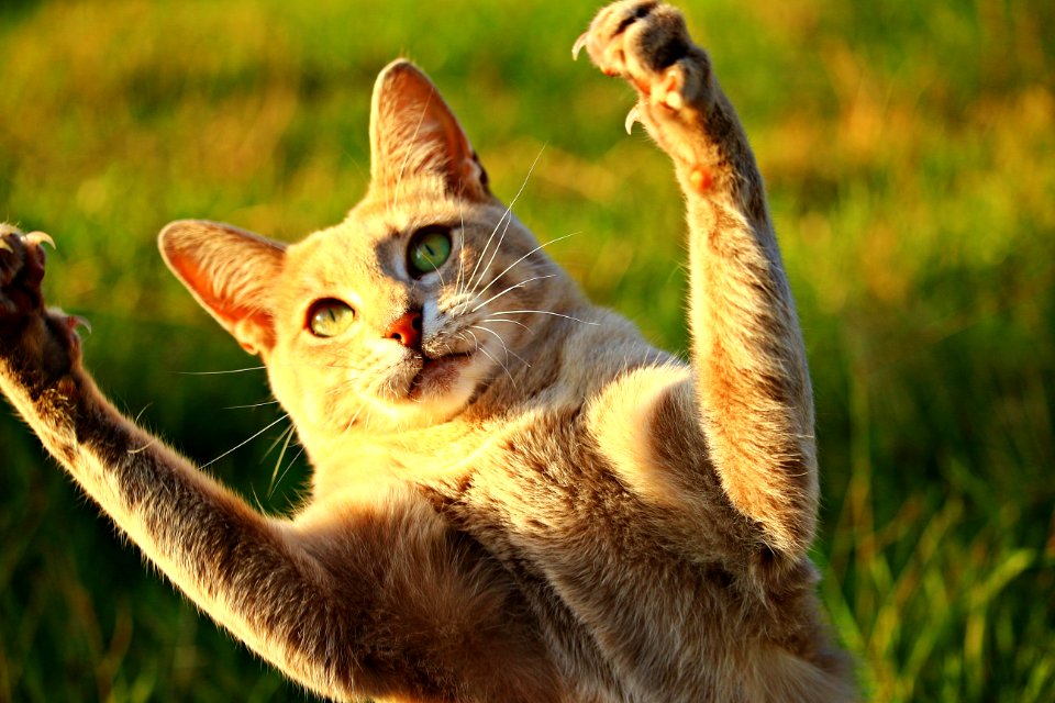 Cat Fauna Small To Medium Sized Cats Cat Like Mammal