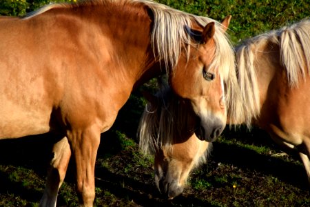 Horse Mane Mare Horse Like Mammal photo