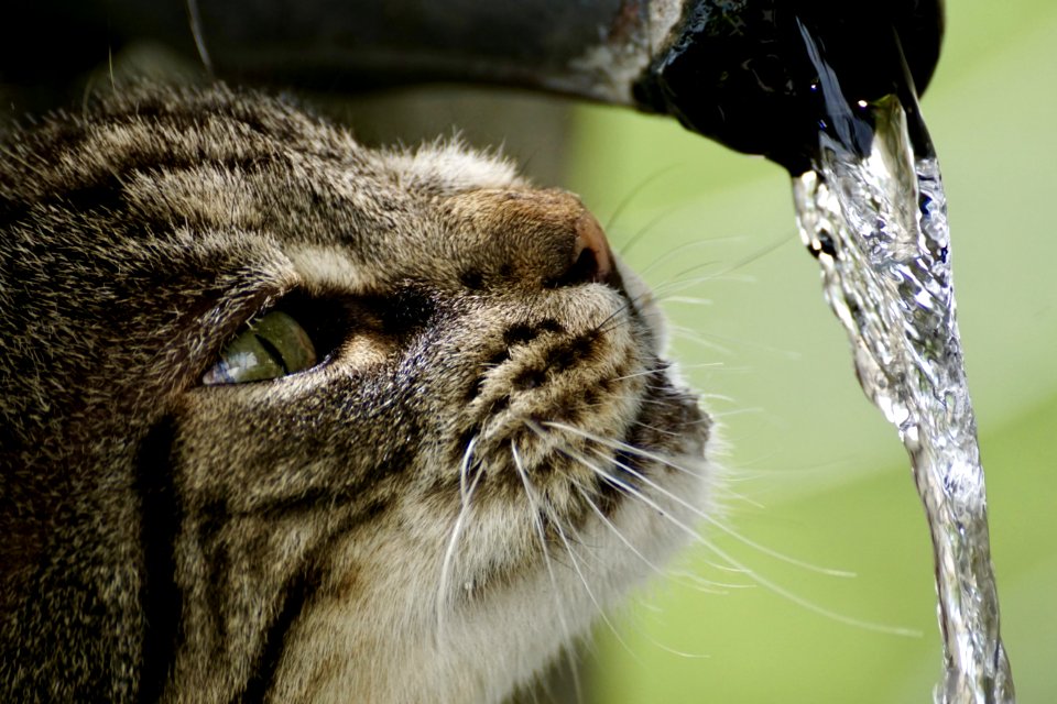 Cat Whiskers Small To Medium Sized Cats Eye photo