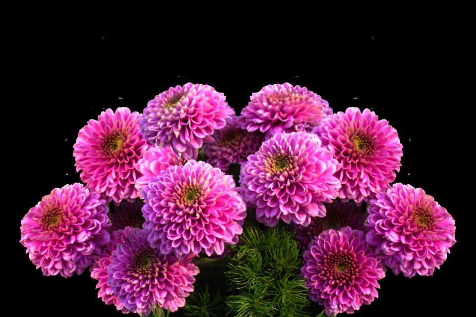 Flower Chrysanths Flowering Plant Aster