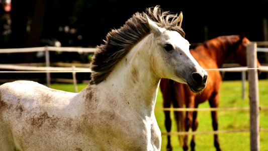 Horse Horse Like Mammal Mane Stallion photo