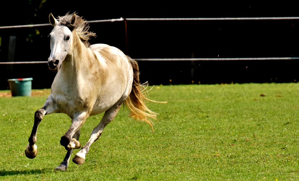 Horse Mane Horse Like Mammal Pasture