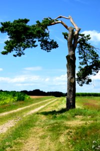 Tree Sky Woody Plant Vegetation photo