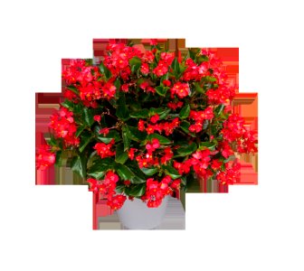 Flower Plant Flowering Plant Flowerpot photo