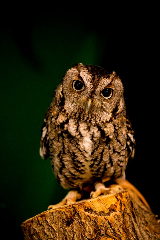 Owl Beak Bird Fauna