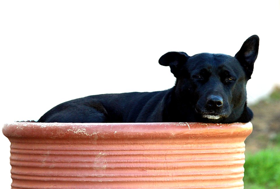 Dog Dog Like Mammal Dog Breed Dog Breed Group