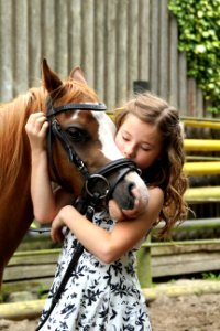 Horse Horse Like Mammal Horse Supplies Bridle photo