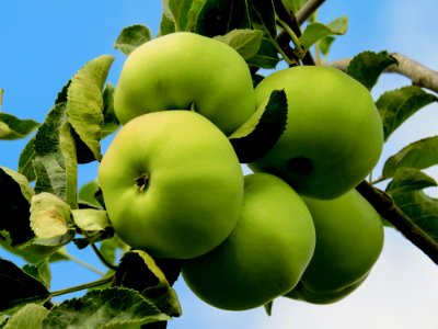 Fruit Apple Fruit Tree Granny Smith
