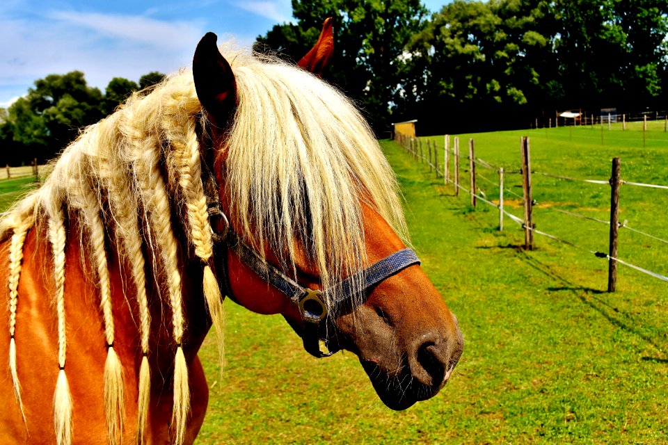 Horse Halter Bridle Mane