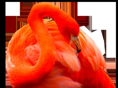 Flamingo Orange Vertebrate Water Bird
