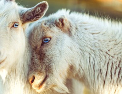 Goats Goat Fauna Cow Goat Family photo