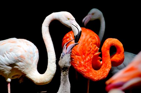 Flamingo Water Bird Beak Organism