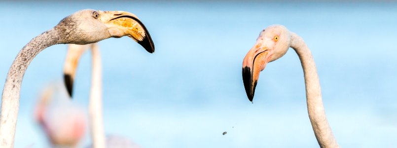 Beak Flamingo Water Bird Bird