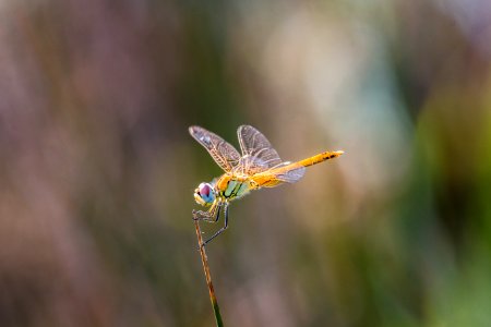 Dragonfly Insect Dragonflies And Damseflies Damselfly photo
