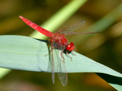 Insect Dragonfly Dragonflies And Damseflies Invertebrate photo