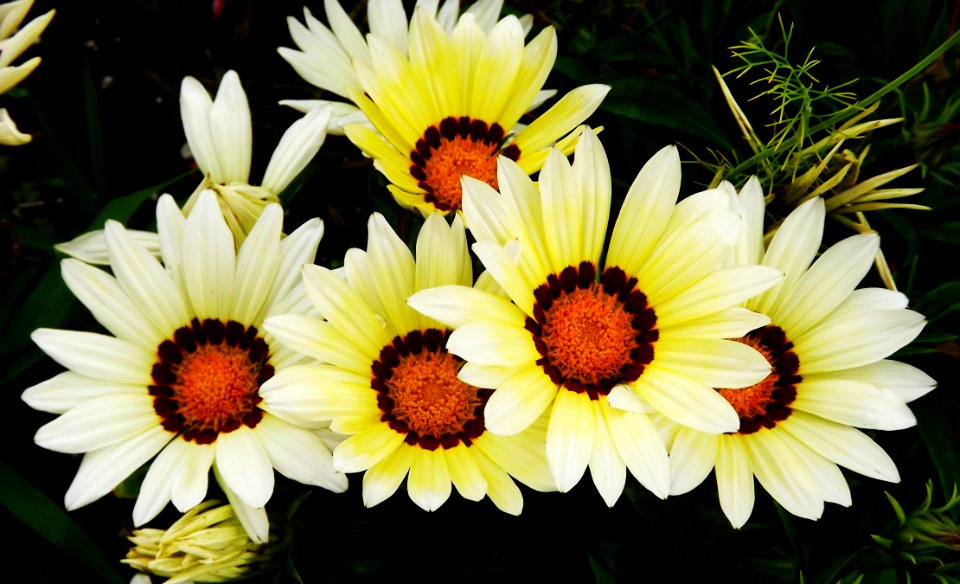 Flower Oxeye Daisy Plant Flora