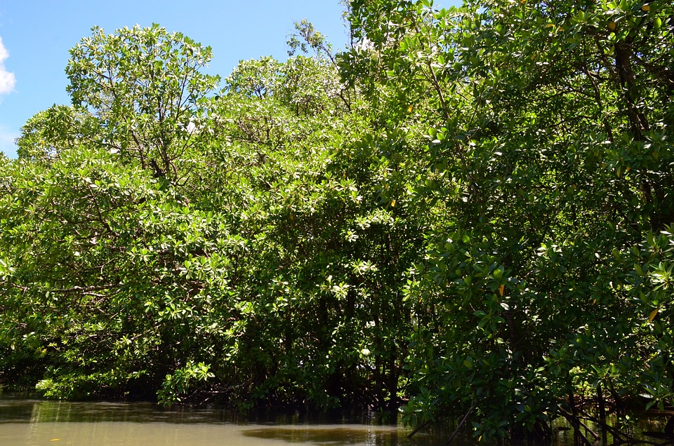 Mangrove jungle landscape scenery