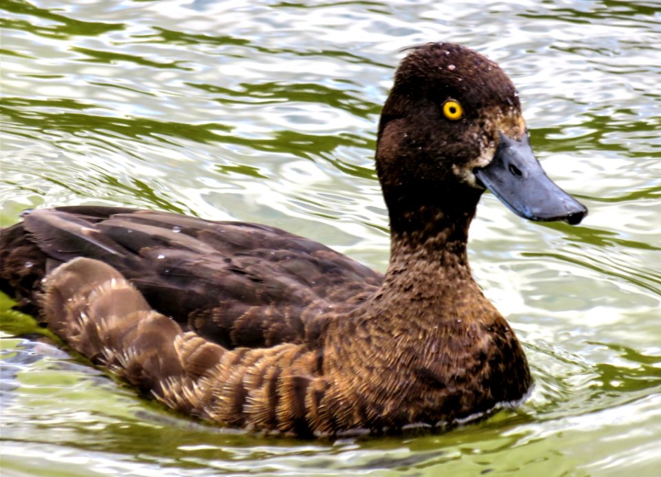 Duck Bird Fauna Beak