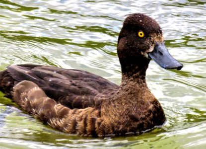 Duck Bird Fauna Beak photo