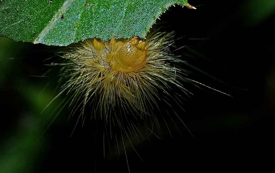 Biology nature insect