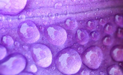 Purple Violet Lilac Close Up photo
