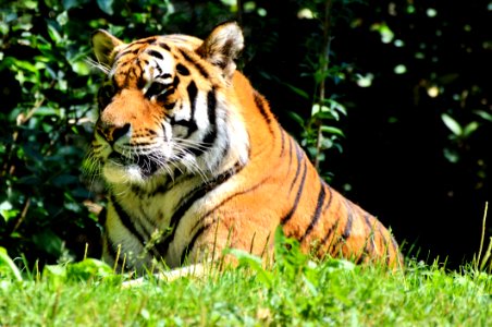 Wildlife Tiger Terrestrial Animal Mammal photo