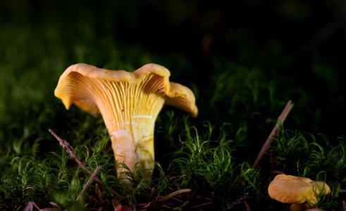Fungus Mushroom Edible Mushroom Agaricaceae
