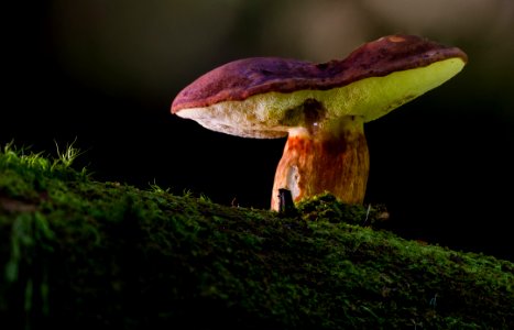 Fungus Mushroom Medicinal Mushroom Bolete photo