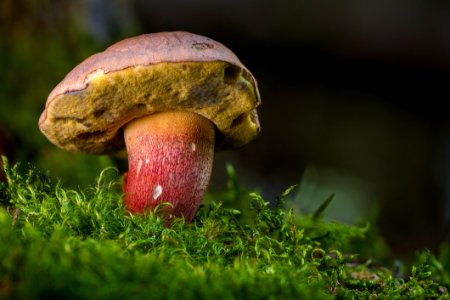 Mushroom Penny Bun Bolete Fungus
