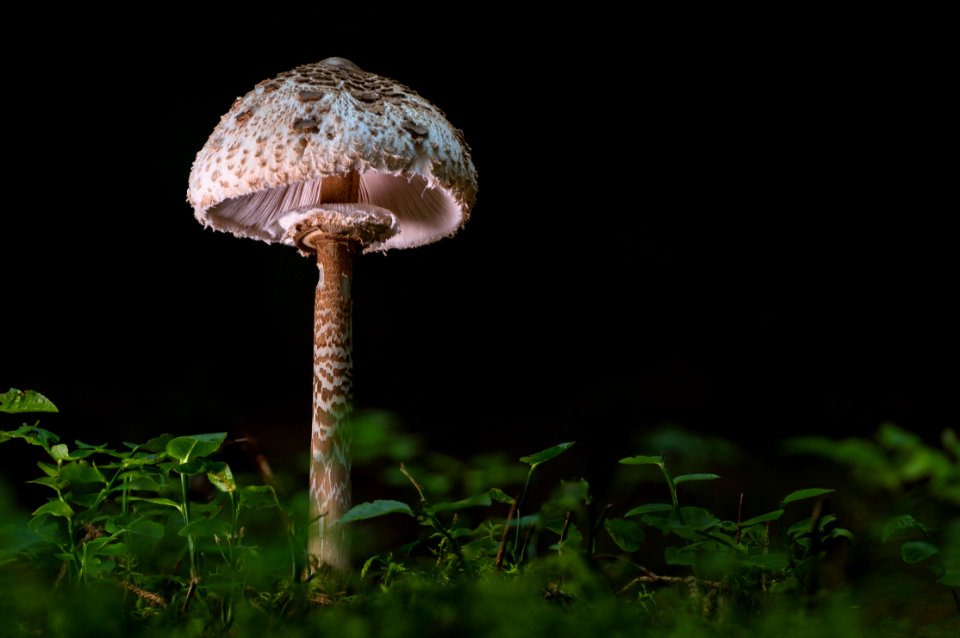 Mushroom Fungus Edible Mushroom Agaricaceae photo