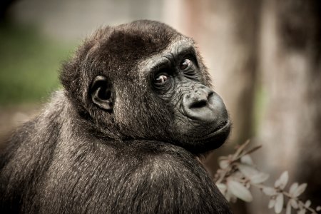 Great Ape Fauna Terrestrial Animal Mammal photo