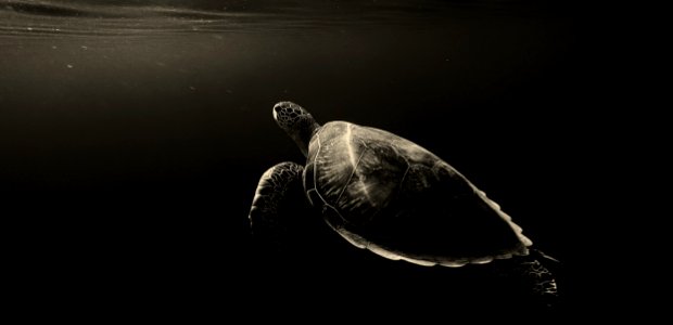 Turtle Sea Turtle Reptile Emydidae