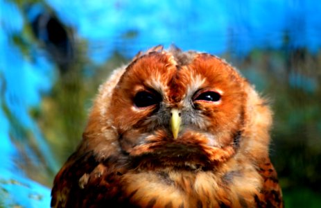Owl Fauna Beak Bird
