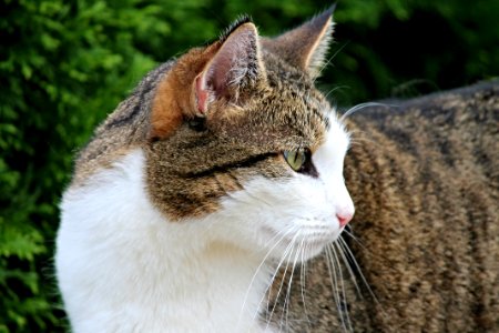 Cat Fauna Whiskers Small To Medium Sized Cats photo