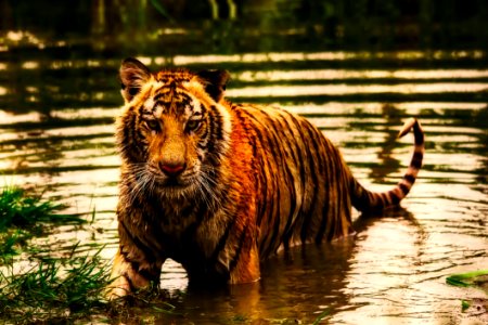 Wildlife Tiger Mammal Wilderness photo
