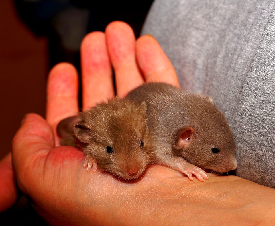 Mouse Rat Fauna Muridae