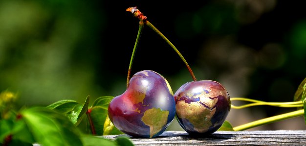 Fruit Branch Close Up Cherry